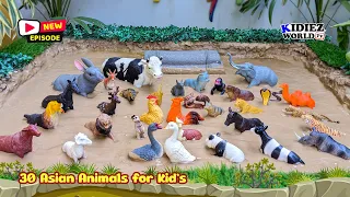 Muddy Adventure with 30 Animals of Asia! | Fun Learning for Kid & Toddlers Video!