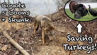 Trapping Nest Predators to SAVE Turkeys! | BIG Coyote caught on Beaver Dam + 5 Huge Coons!