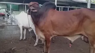 Amazing Big Cow Mating Video 2021 | Cow Mating | Cows Traditional Mating