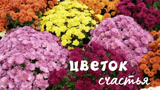 ЦВЕТОК СЧАСТЬЯ