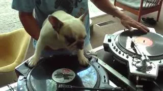 +100500 prikol.DOG DJ.mp4