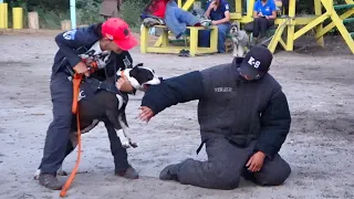"СТРАЖ". #STRAZHODESSA Подготовка собак телохранителей.  Дрессировка собак. Одесса.