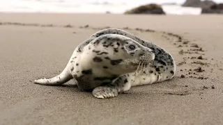 Spotted seal Video #wildlife #wildanimals #zooanimals #zoo #wildanimal #animals #animal #gk