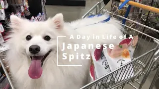 A day in life of a Japanese Spitz