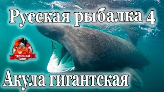 Русская рыбалка 4 Акула ГИГАНТСКАЯ