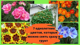 7 однолетних цветов, которые можно сеять сразу в грунт, без выращивания рассады