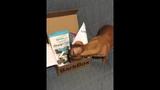 First Bark Box