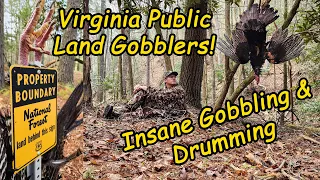 Virginia Public Land Turkey Hunting, Two Longbeards In Two Days! Intense Off The Roost Vocalizations