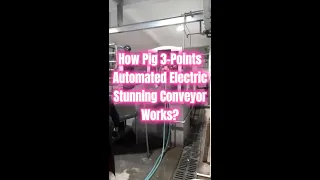 How Pig Three Points Automated Electric Stunning Conveyor Works - Hog Stunner Abattoir Equipment