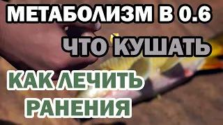 SCUM | ГАЙД ДЛЯ НОВИЧКОВ, КАК РАБОТАЕТ МЕТАБОЛИЗМ! (ЧТО КУШАТЬ, КАК ЛЕЧИТЬ РАНЕНИЯ, ХОЛОД, ЖАРА)