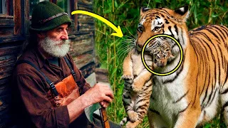 Tigerin brachte ihr Junges im Maul zu einem Jäger, und flehte ihn an, es vor Wilderern zu rettenv