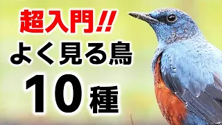 超入門！街でよく見る鳥10種【解説】