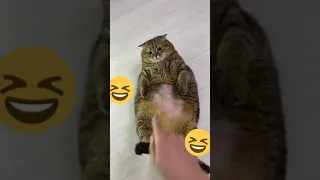 Все толстые коты - веселые