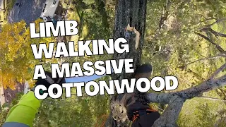 Incredibly Long Climbing Tutorial in an Incredibly Tall Cottonwood