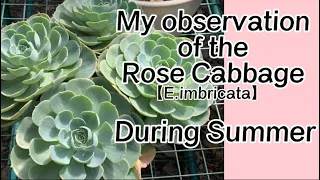 [#46] My observation of the Rose Cabbage aka Echeveria Imbricata During Summer