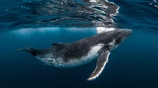 TONGA - Swimming with the Humpback Whale