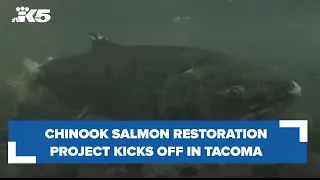 Chinook salmon restoration project kicks off in Point Defiance