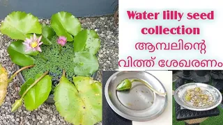 Water Lilly Seed Collection / ആമ്പൽ പൂവിന്റെ വിത്ത് ശേഖരണം #subscribers