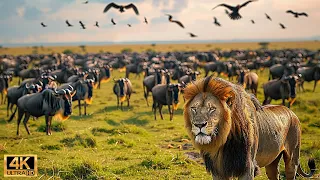 Our Planet | 4K African Wildlife - Great Migration from the Serengeti to the Maasai Mara #100