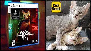 My Cats React To STRAY PS5 Game #shorts