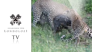Two Male Leopards Fight and Struggle to Bring Down Large Warthog - Londolozi TV