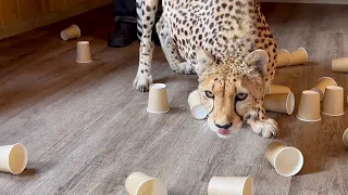 Is Cheetah Gerda dumb or sly? A fun game of thimbles with a kitten