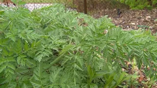 Experts warn about poisonous plant aggressively spreading across Pittsburgh area