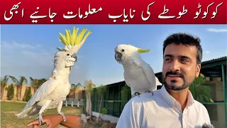 Cockatoo Price in Pakistan  | Cockatoo Bird White Angel Bird Parrot