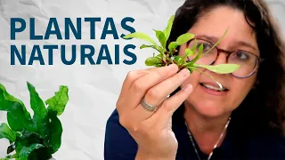 TOP plantas mais FÁCEIS DE CUIDAR no aquário!