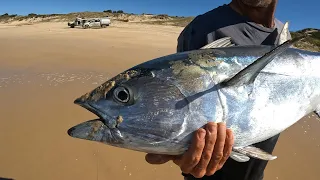 BIG Longtail Tuna off the beach!