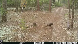 Game Cam 28