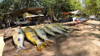 PESCARIA DE PIAU E MUITA VENTANIA NO ACAMPAMENTO - PREPARAMOS PEIXE FRITO NO DISCO