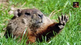 Groundhog Day Unveiled Top 10 Things You Didn't Know