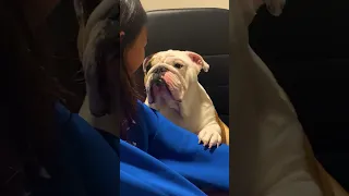Bulldog Apologizes To Girl For Chewing Her Slipper