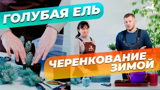 ГОЛУБАЯ ЕЛЬ ЧЕРЕНКОВАНИЕ | УКОРЕНЕНИЕ ЕЛИ | ГОЛУБАЯ ЕЛЬ РАЗМНОЖЕНИЕ ЧЕРЕНКАМИ