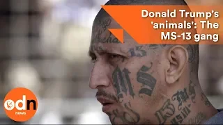 Donald Trump's 'animals': The MS-13 gang explained