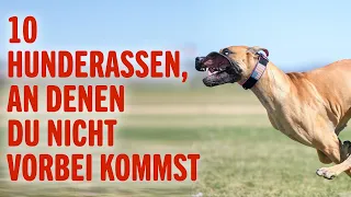 10 Hunderassen, An Denen Du Nicht Vorbei Kommst | Tierwelt