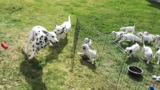 Funny Dalmatian parents play while their 12 kids watch and learn!