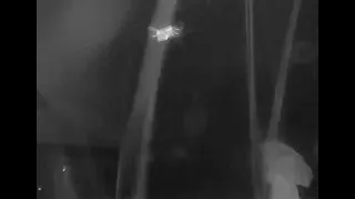 A Ghost & Shoes? Fairy Form Infrared Night Activity