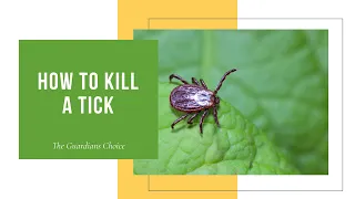 3 Ways to Kill a Tick The Right Way | The Guardians Choice