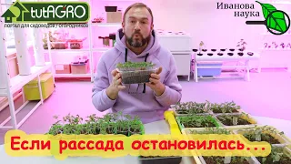 РАССАДА ОСТАНОВИЛАСЬ В РОСТЕ? Это дешевое средство всё исправит! Вот подкормка для молодой рассады.