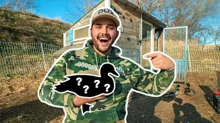 I Bought a RARE DUCK for My BACKYARD FARM!!!