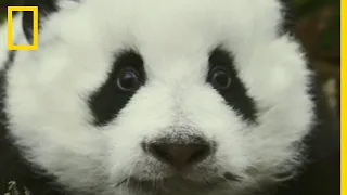 Les premiers pas d'un petit panda dans la forêt