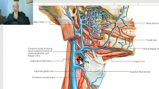 Anatomy of head and neck module in Arabic 73  (External carotid artery, part 1) , by Dr. Wahdan