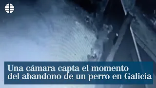 Una cámara capta el momento del abandono de un perro en Galicia