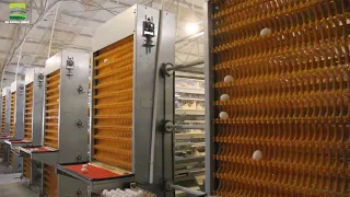 (EFFICIENT CONVENIENT)Amazing modern farm egg automatic collection technology