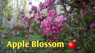 red delicious apple tree blossoms