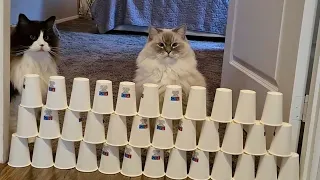 Cup Obstacle Challenge, How Will Our Cats React?