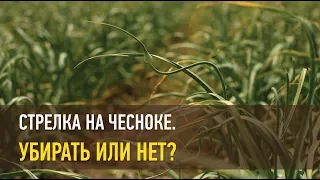 Стрелка на чесноке. Убирать или нет?