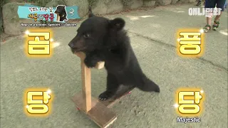 Baby Bear Riding A Scooter